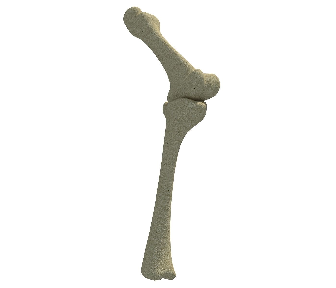 Bones of Animal Leg  3D model_2