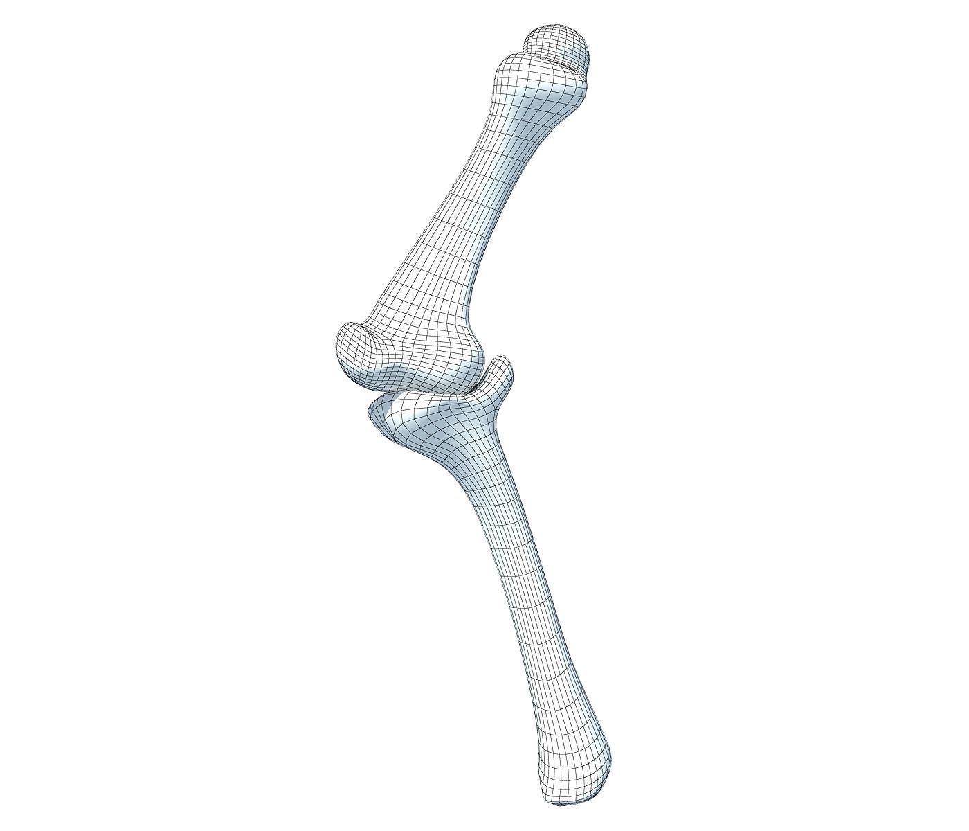 Bones of Animal Leg  3D model_4