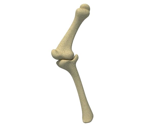 Bones of Animal Leg  3D model