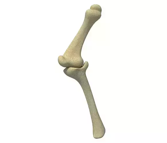 Bones of Animal Leg  3D model