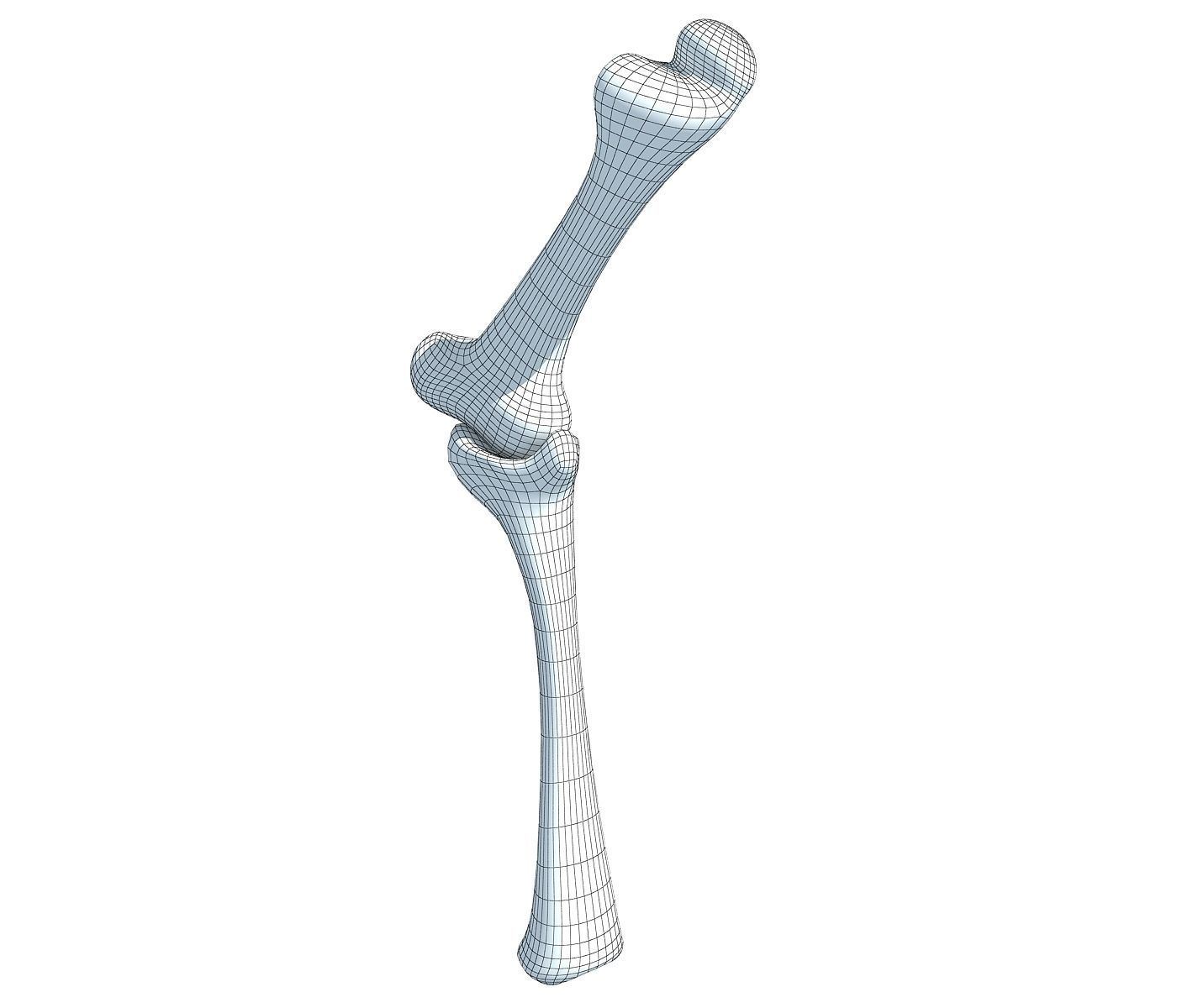 Bones of Animal Leg  3D model_6