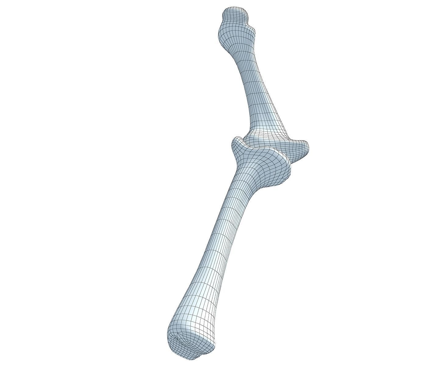 Bones of Animal Leg  3D model_7
