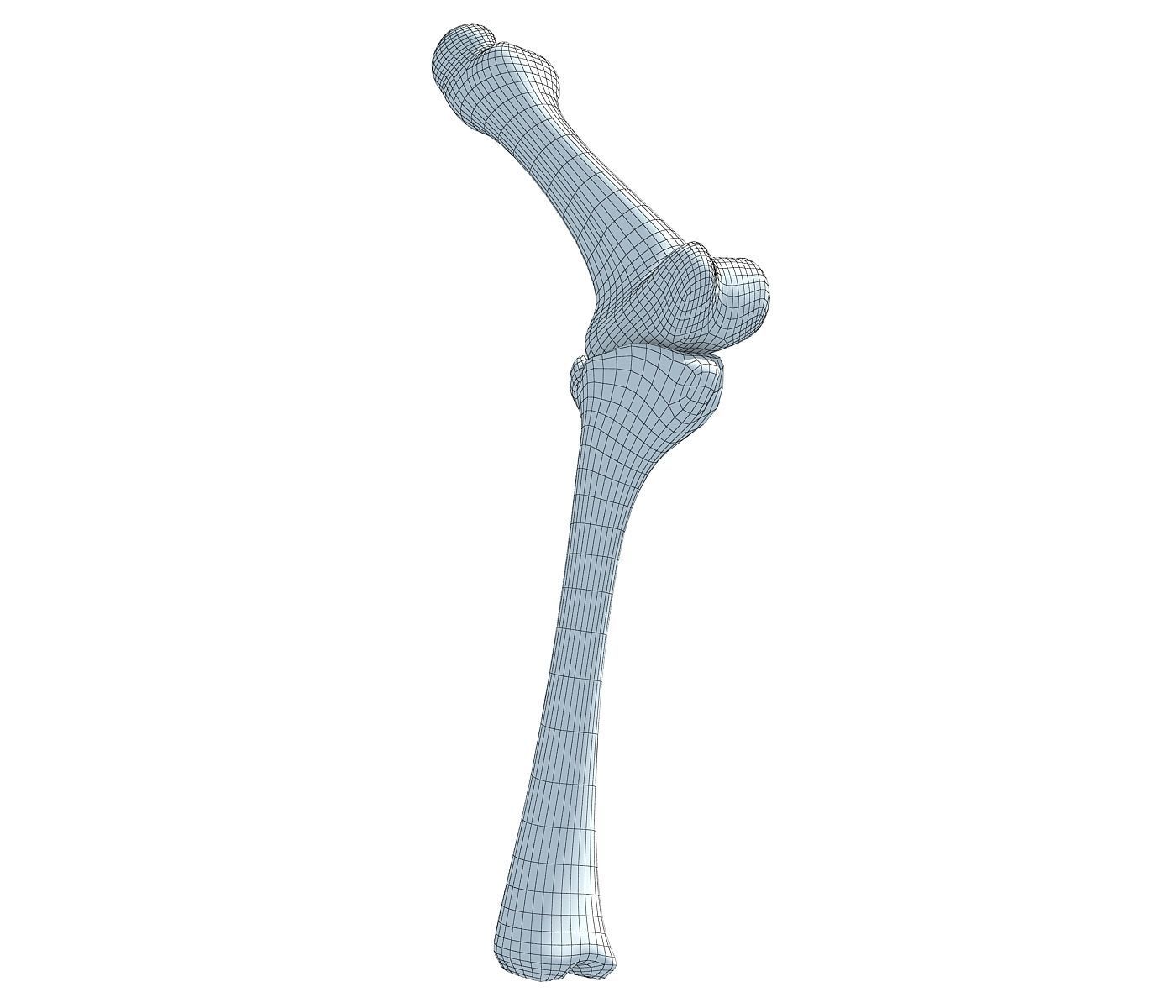 Bones of Animal Leg  3D model_5