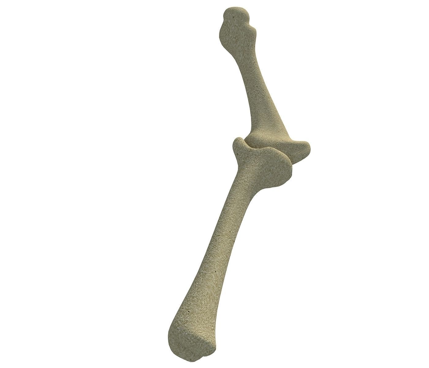 Bones of Animal Leg  3D model_1
