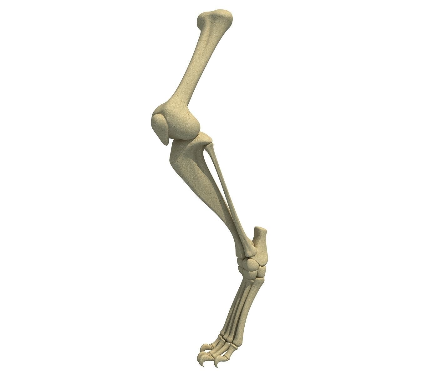 Mammal Animal Leg Bones 3D model_4