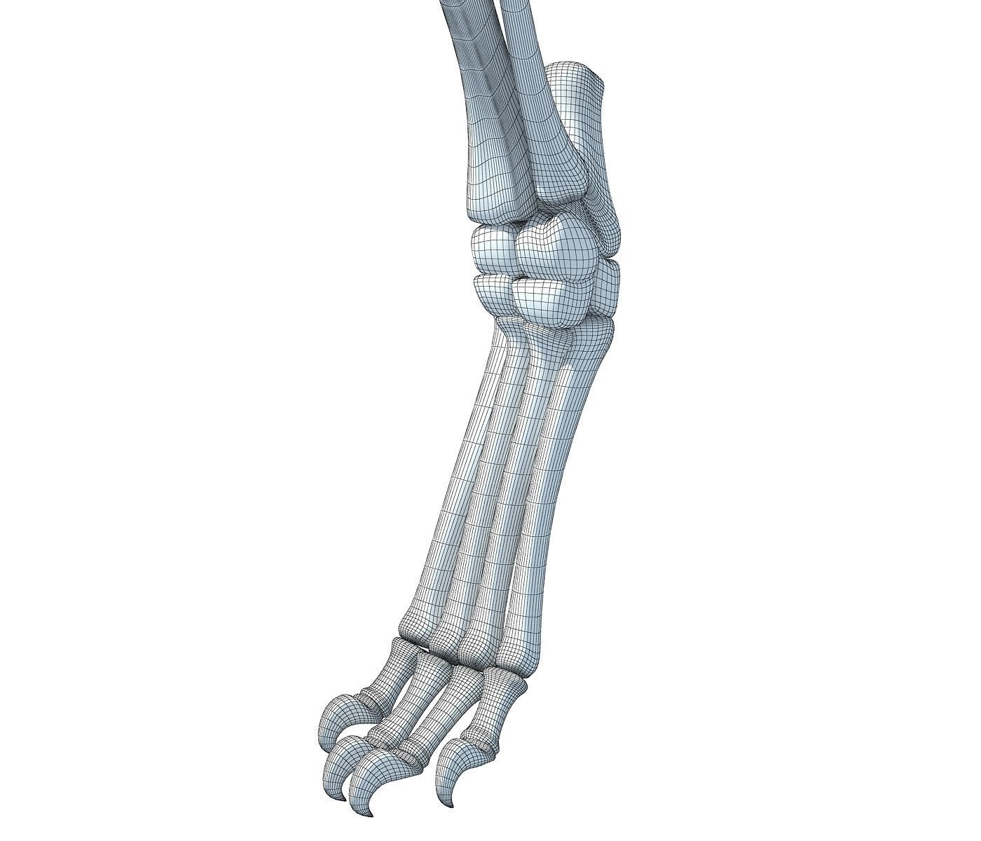 Mammal Animal Leg Bones 3D model_6
