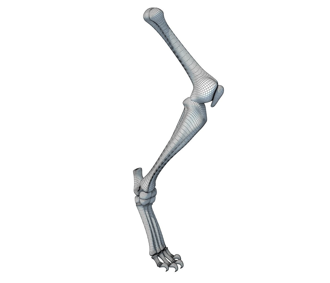 Mammal Animal Leg Bones 3D model_5