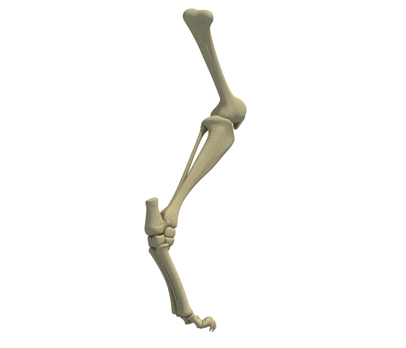 Mammal Animal Leg Bones 3D model_2