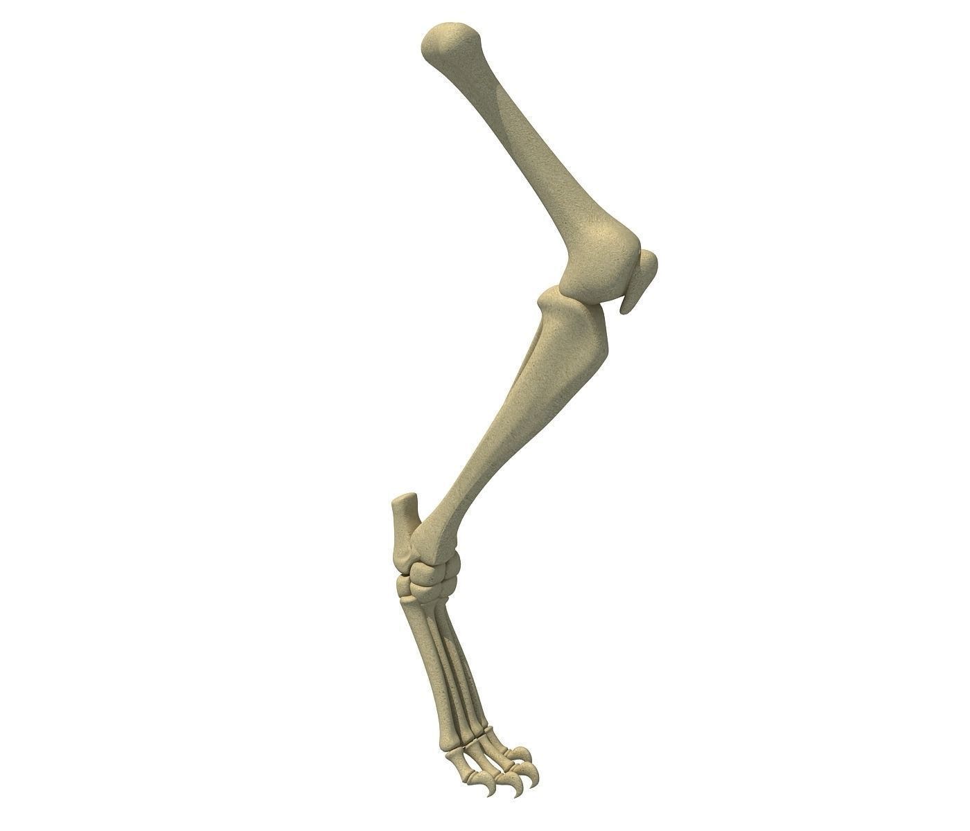 Mammal Animal Leg Bones 3D model_3