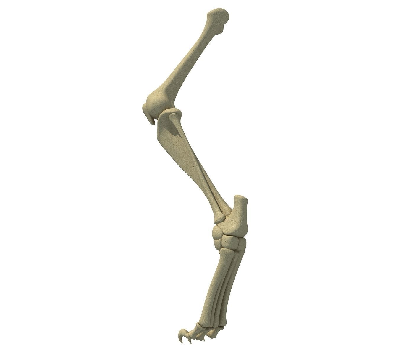 Mammal Animal Leg Bones 3D model_1