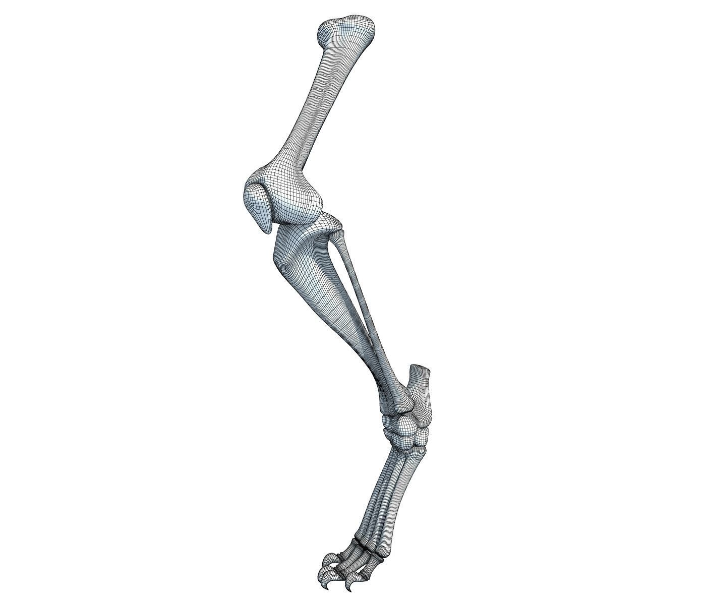 Mammal Animal Leg Bones 3D model_7