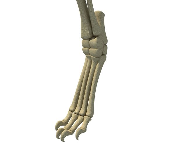 Mammal Animal Leg Bones 3D model