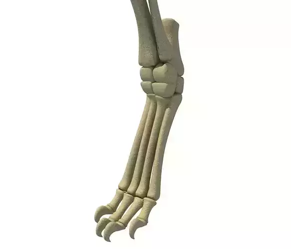 Mammal Animal Leg Bones 3D model