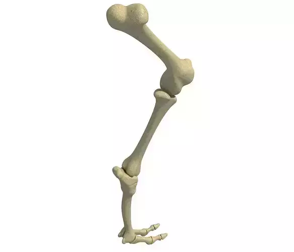 Mammal Animal Leg Femur 