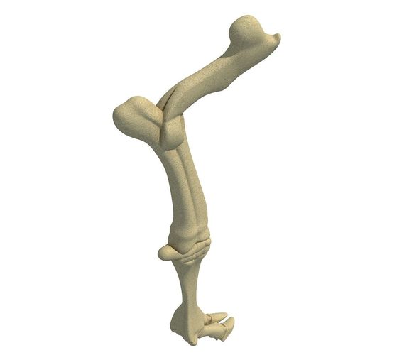 Bull Animal Leg Bones  3D model