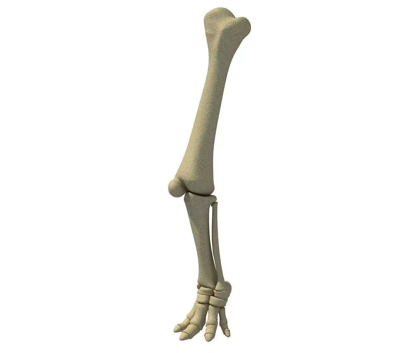 Elephant Animal Leg Bones  3D model_0