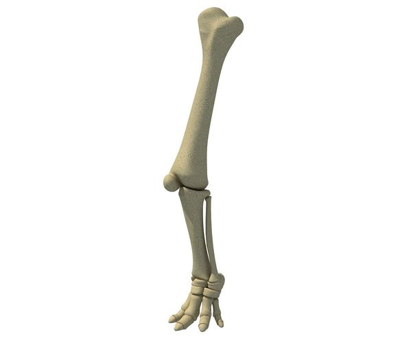 Elephant Animal Leg Bones  3D model