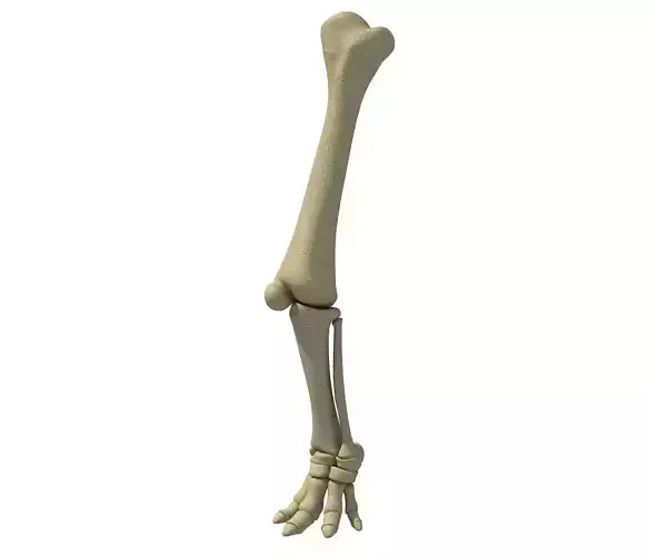 Elephant Animal Leg Bones  3D model