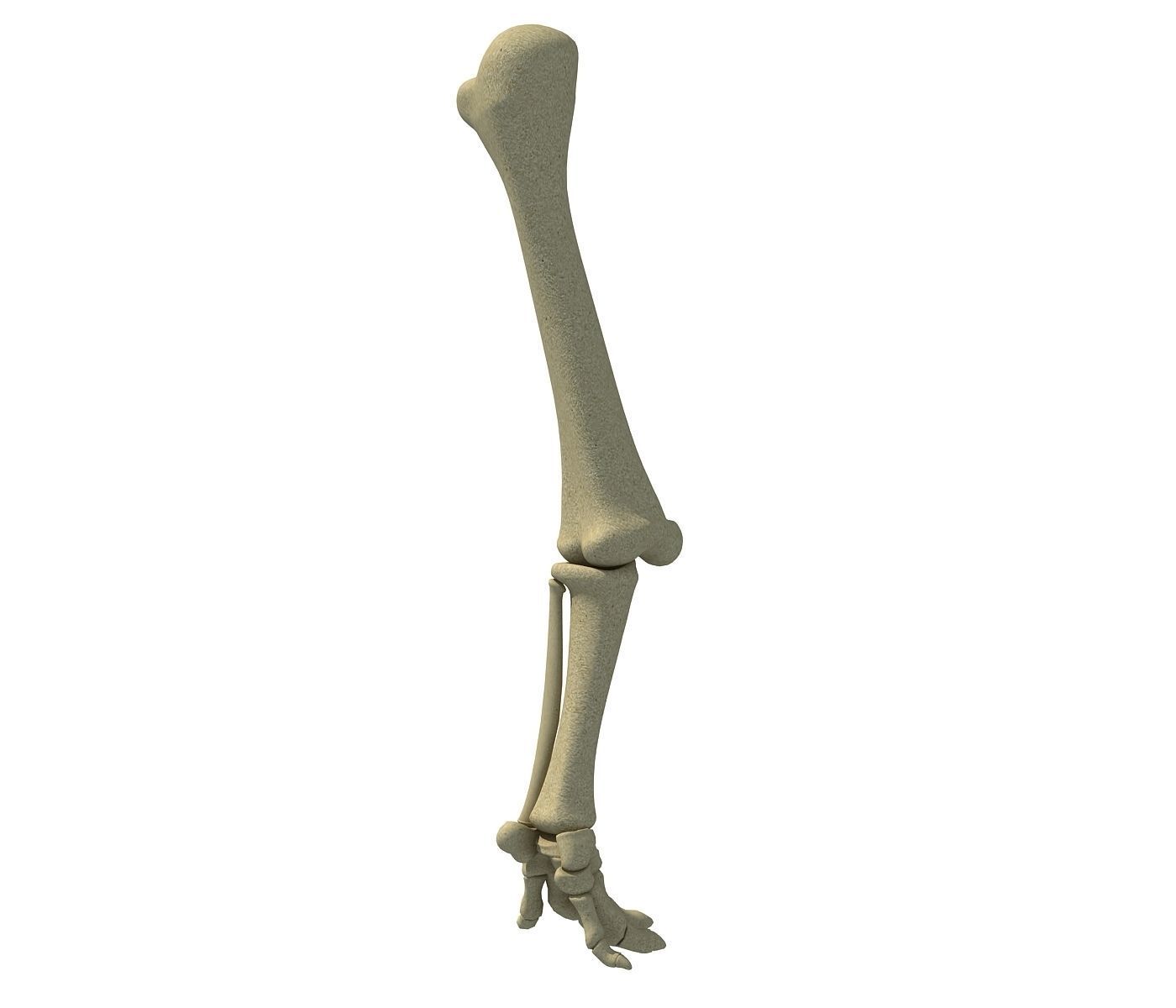 Elephant Animal Leg Bones  3D model_1
