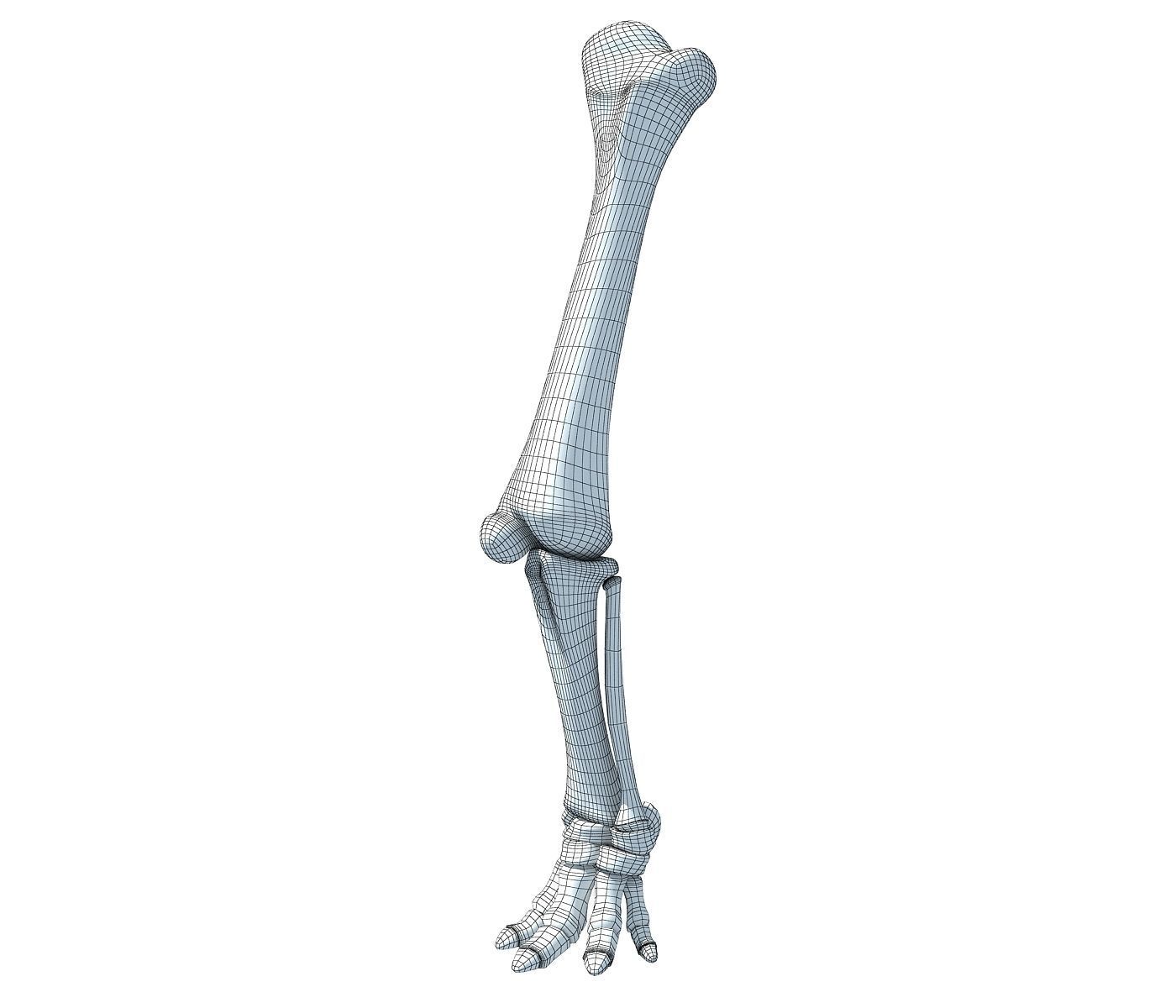 Elephant Animal Leg Bones  3D model_4
