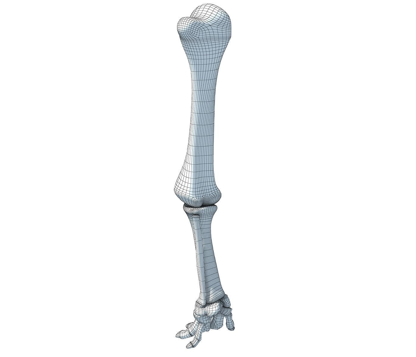 Elephant Animal Leg Bones  3D model_5