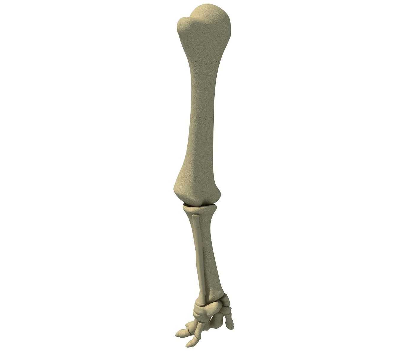 Elephant Animal Leg Bones  3D model_3