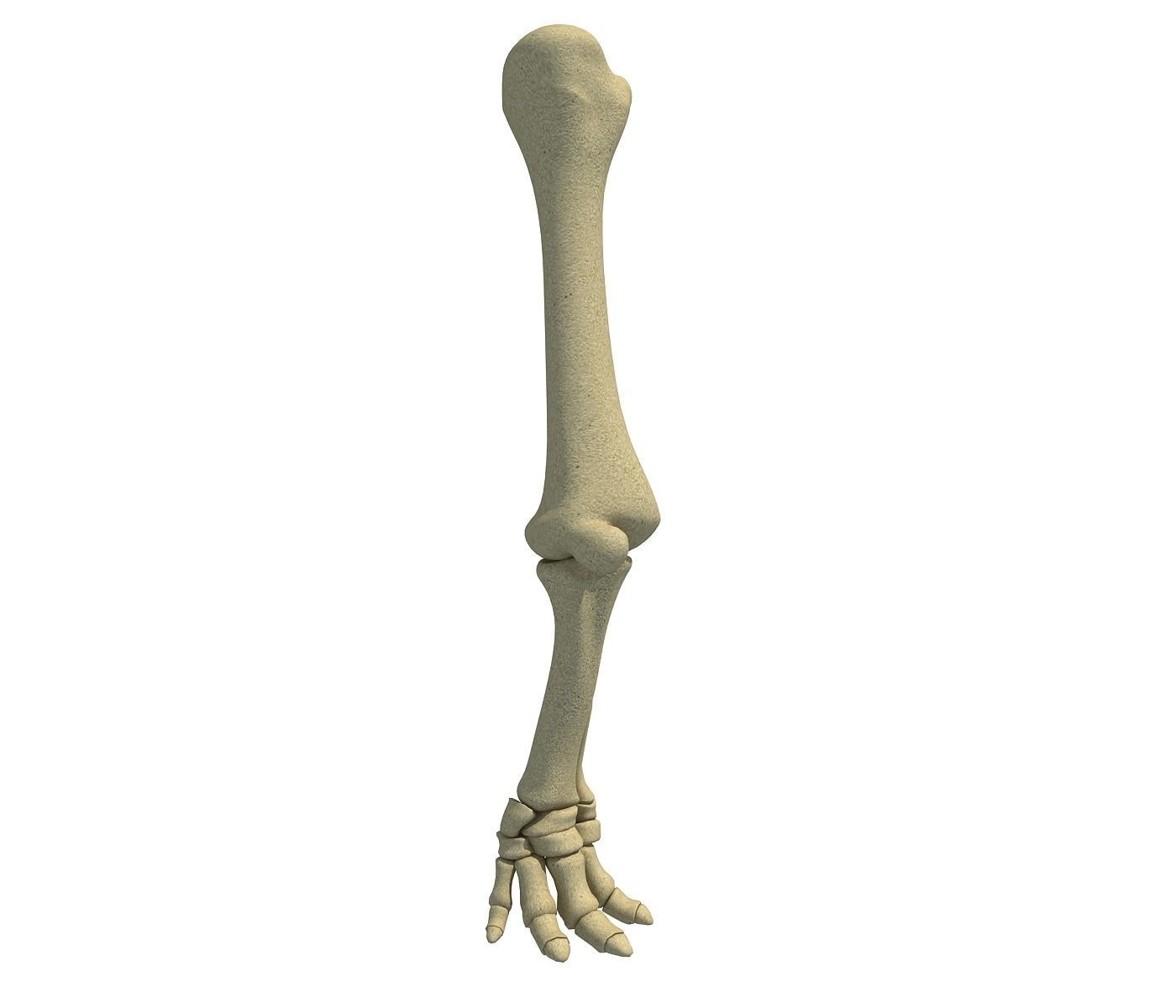 Elephant Animal Leg Bones  3D model_2