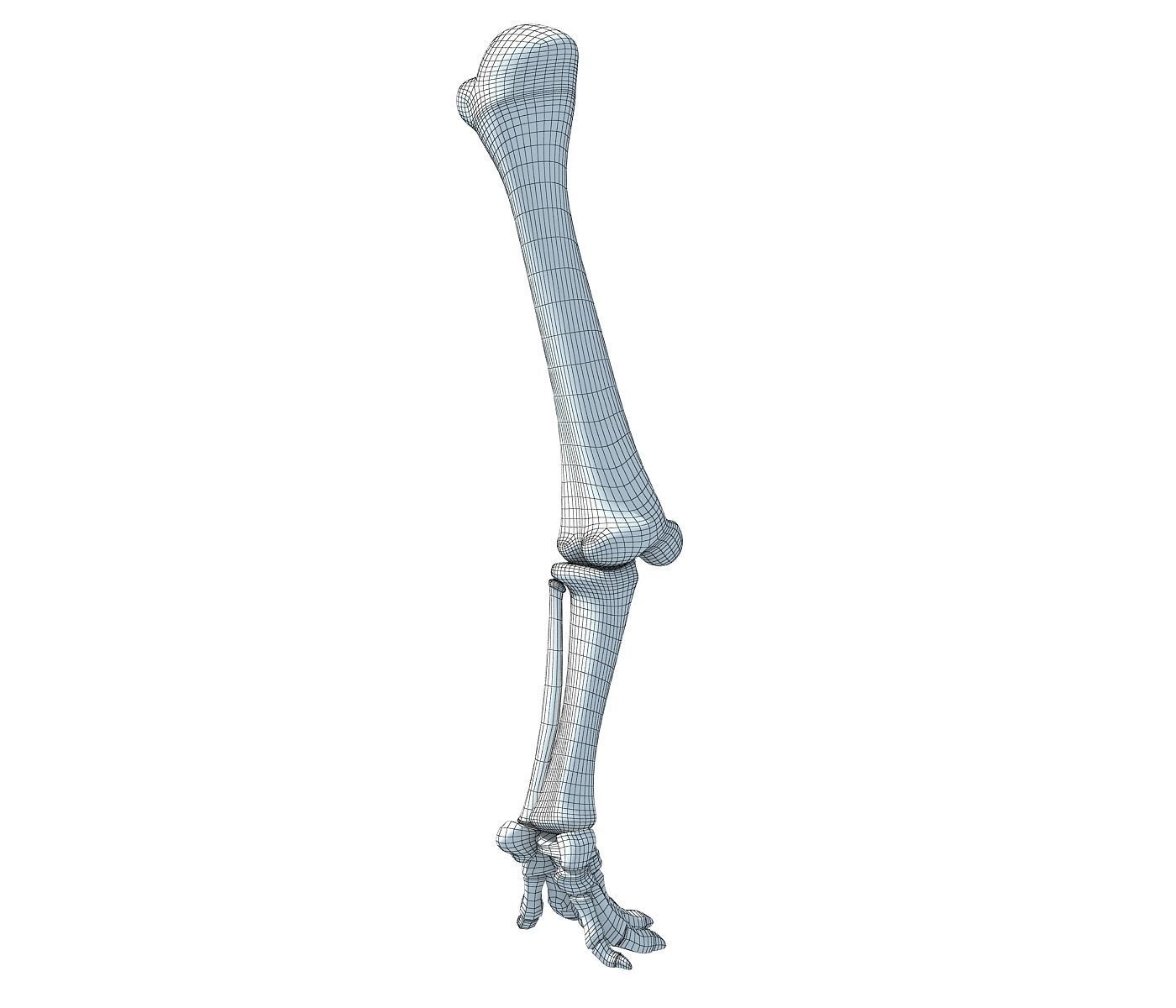Elephant Animal Leg Bones  3D model_7