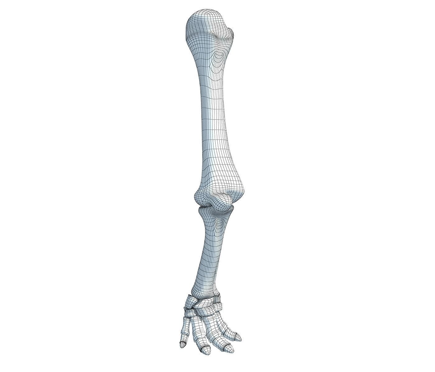 Elephant Animal Leg Bones  3D model_6