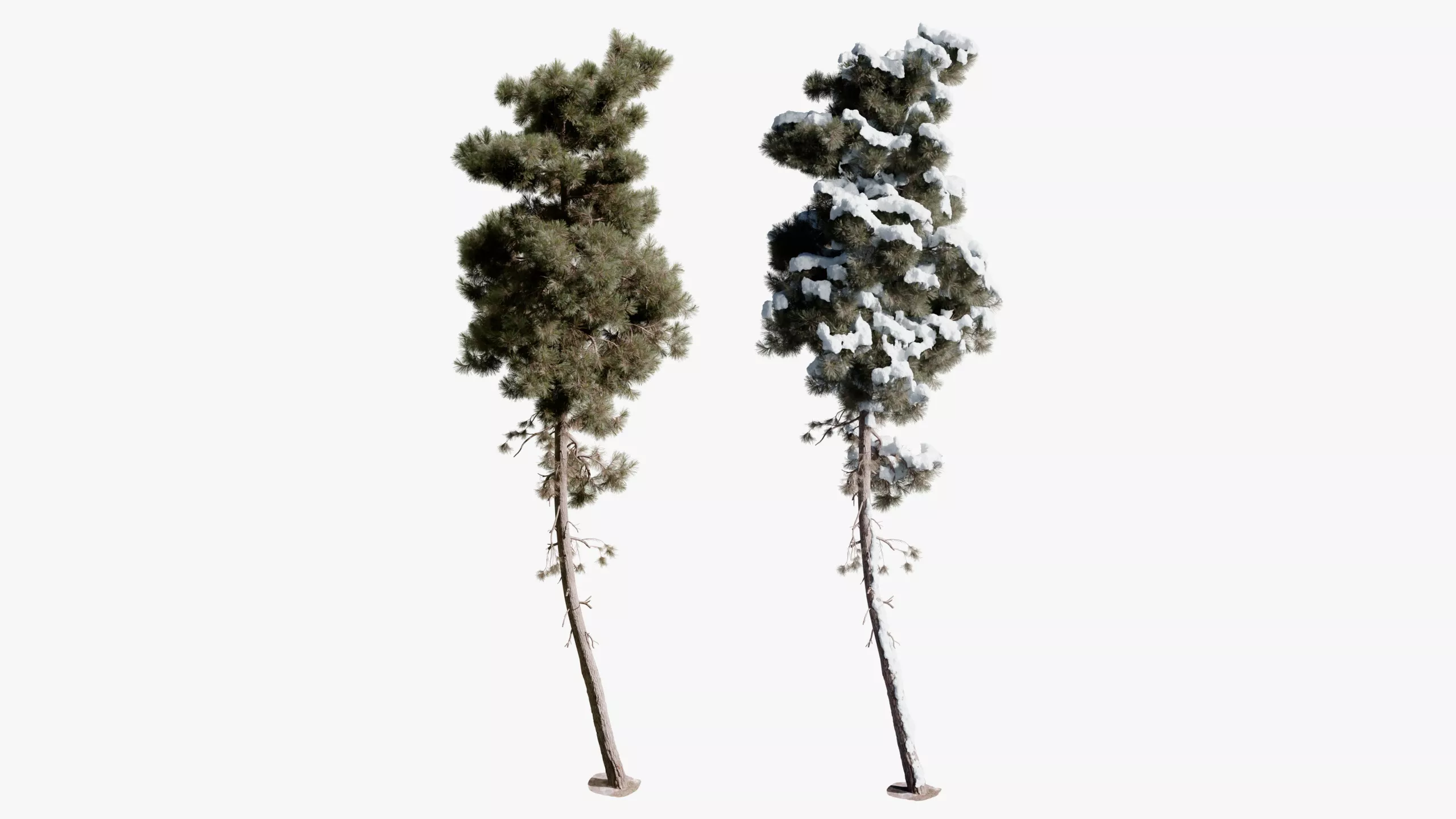 Realistic Conifer Pine Tree 01 3D model