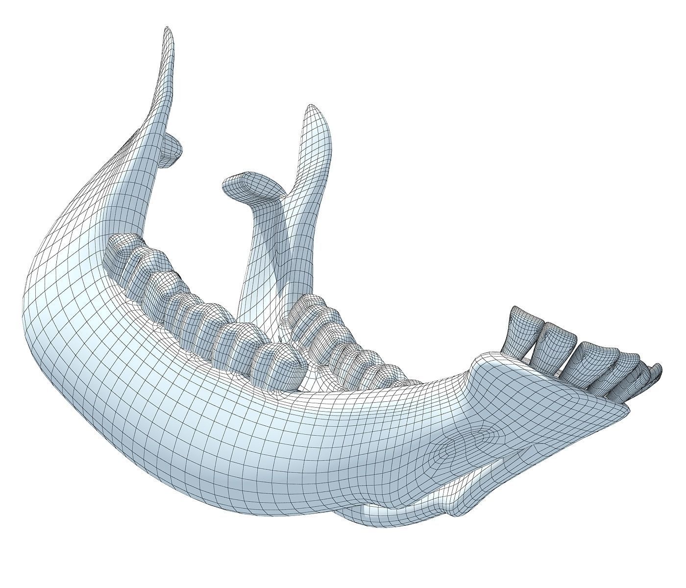 Cow Animal Jaw 77 3D model_6