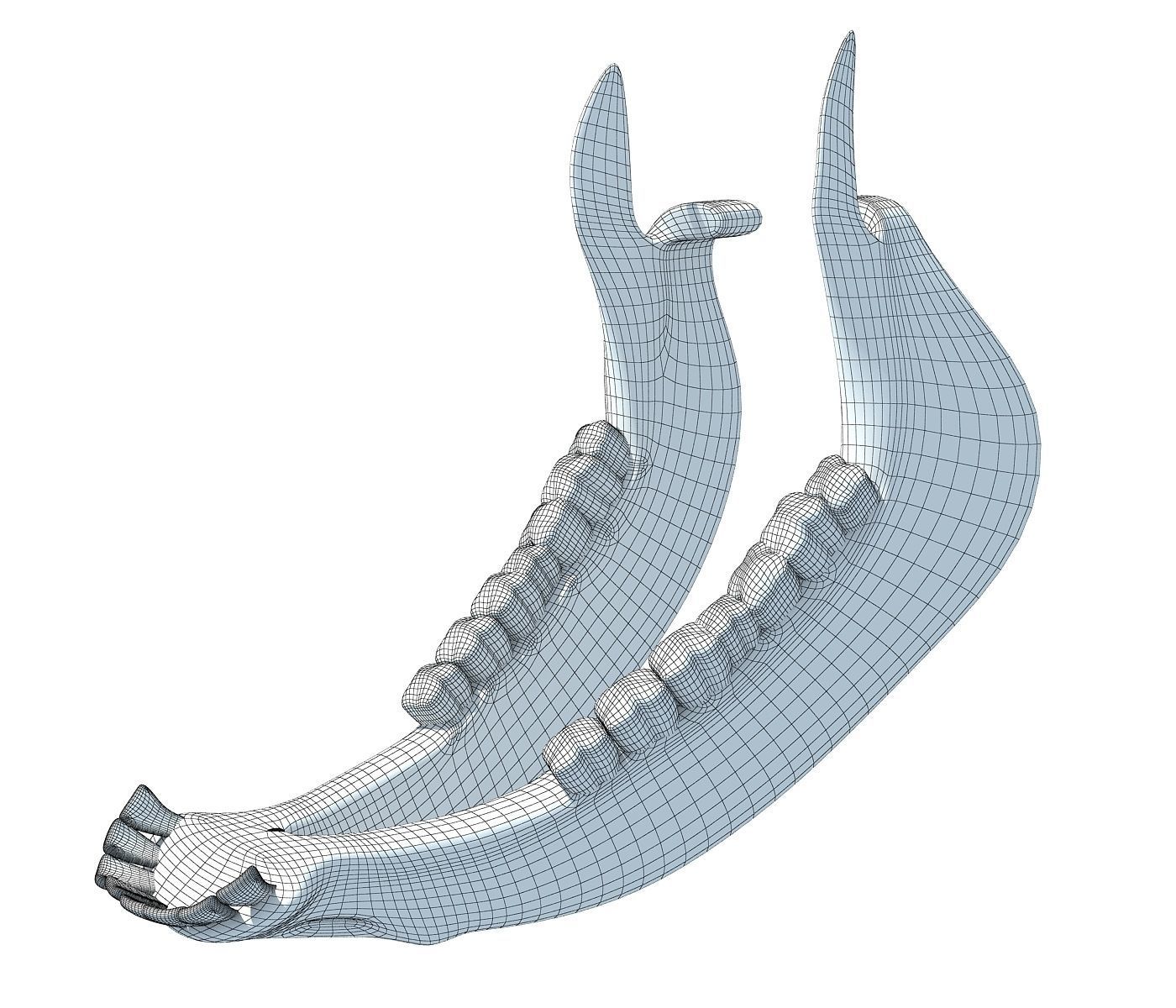 Cow Animal Jaw 77 3D model_7