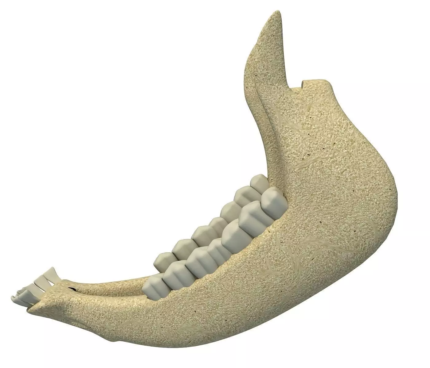 Cow Animal Jaw 77 3D model_0
