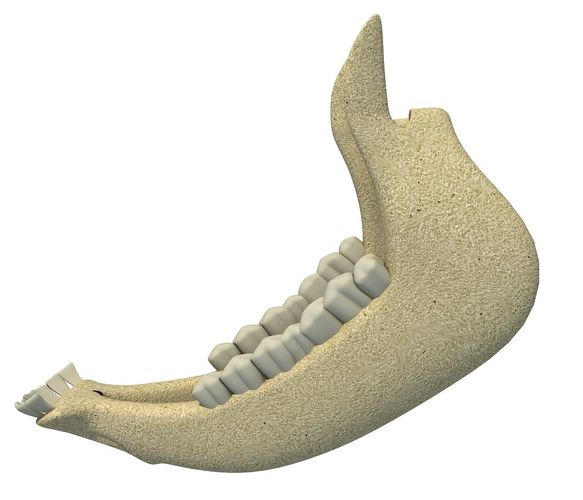 Cow Animal Jaw 77 3D model