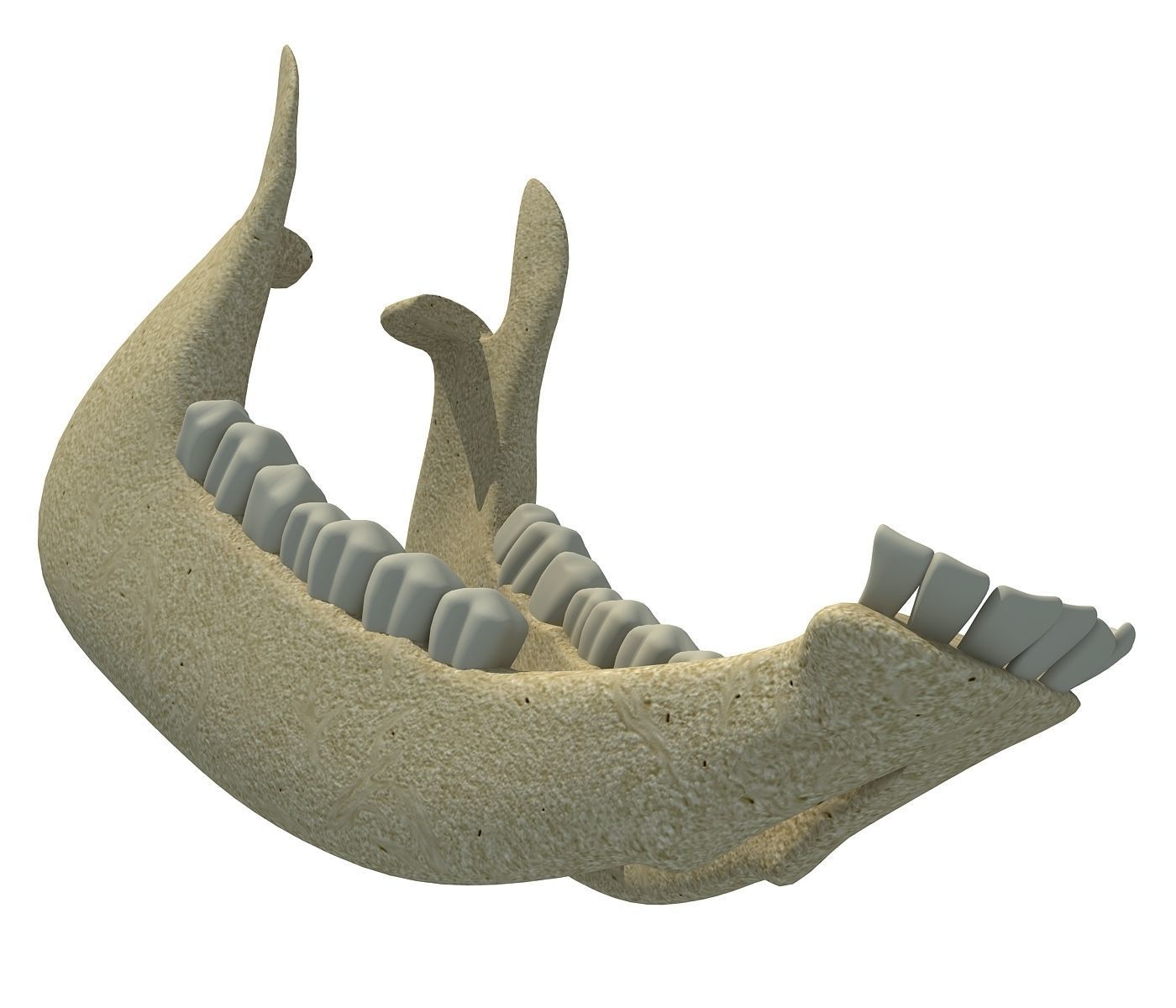 Cow Animal Jaw 77 3D model_2