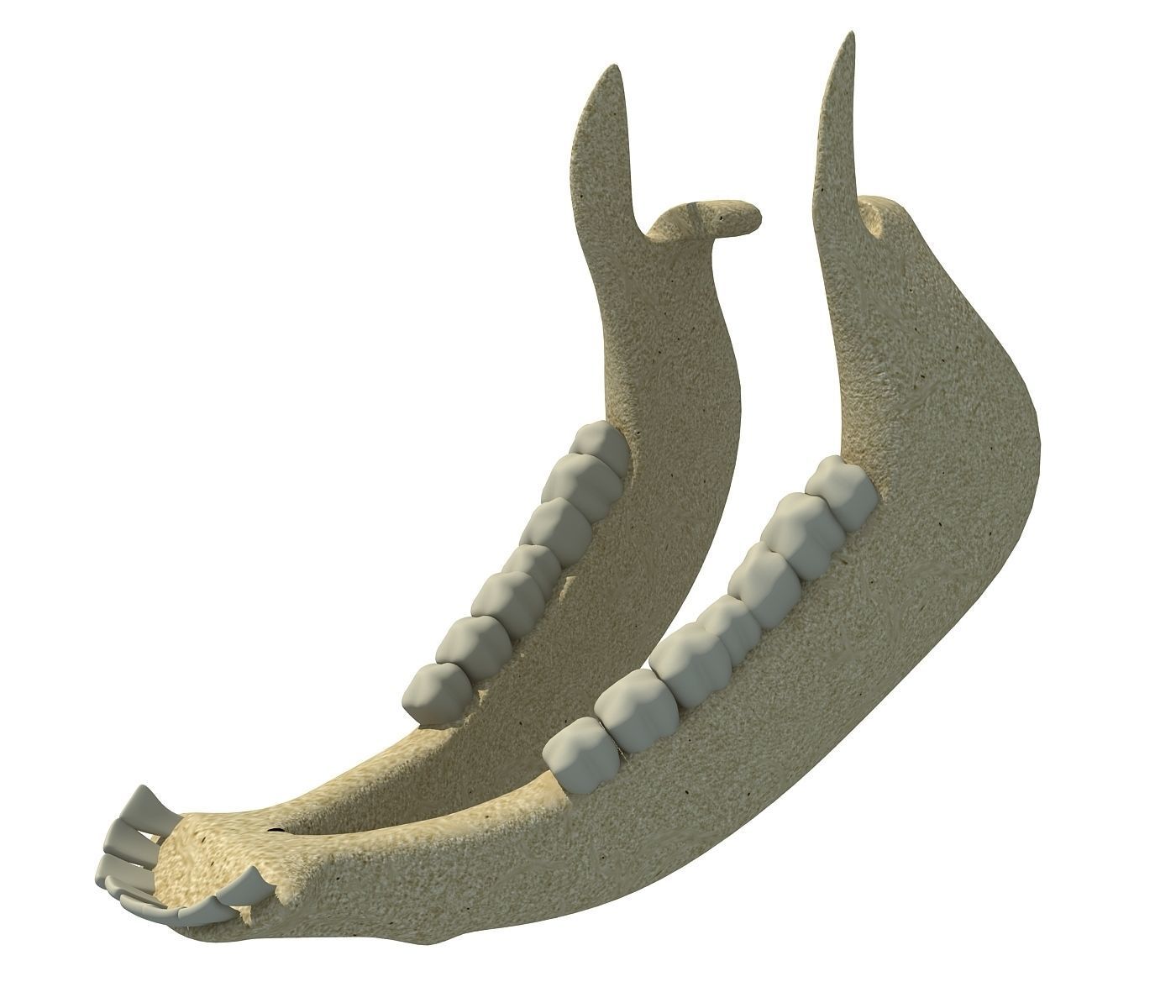 Cow Animal Jaw 77 3D model_1