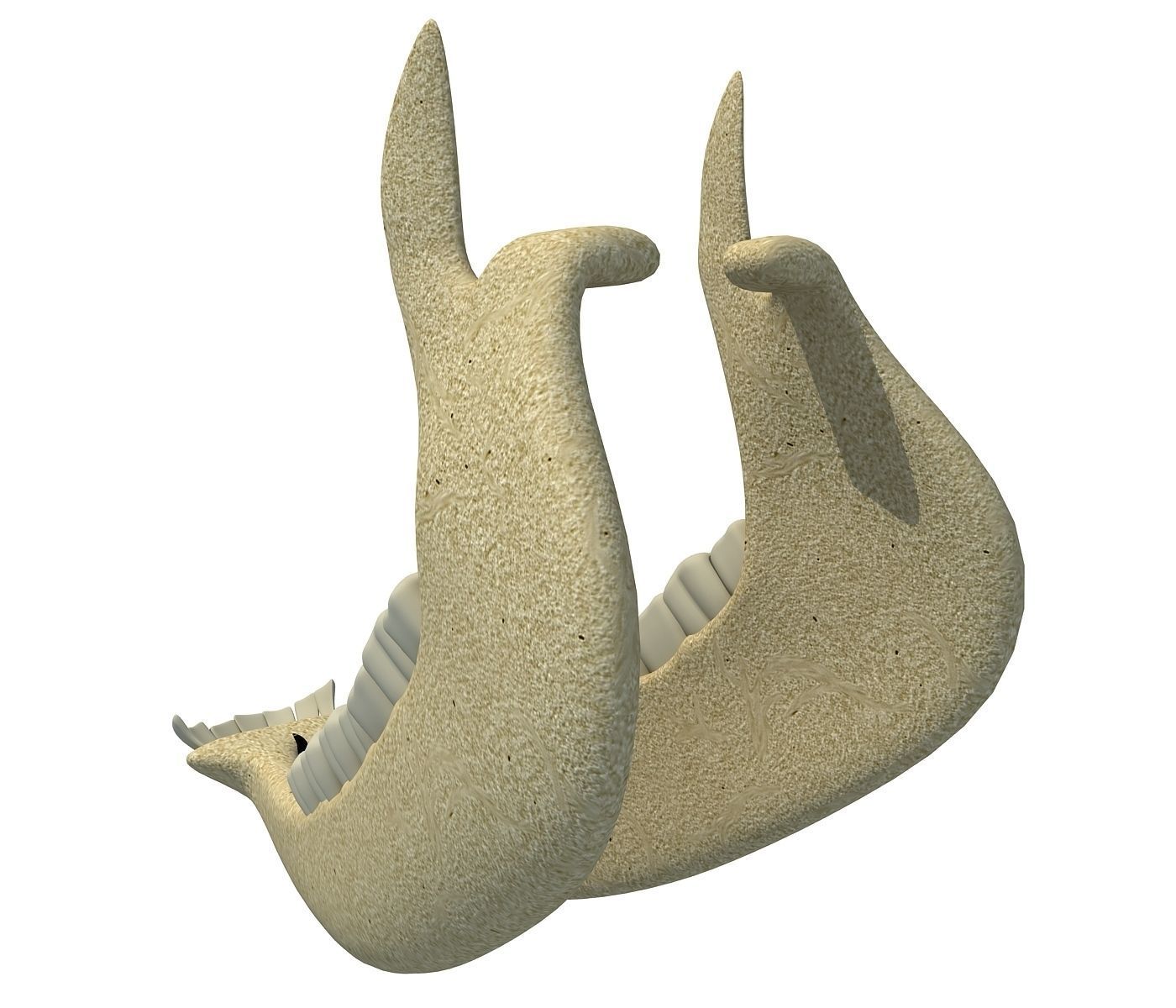 Cow Animal Jaw 77 3D model_4