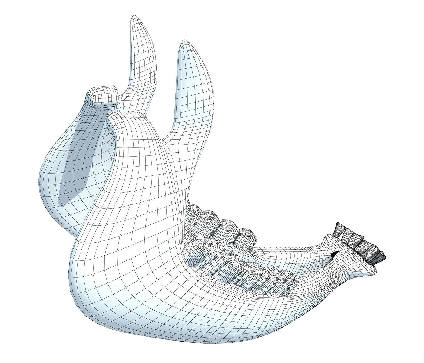 Cow Animal Jaw 77 3D model_8