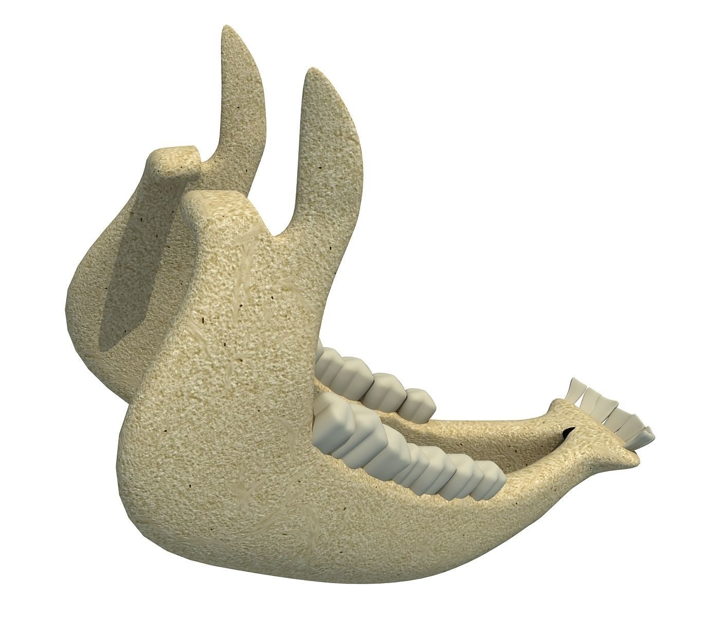 Cow Animal Jaw 77 3D model_3