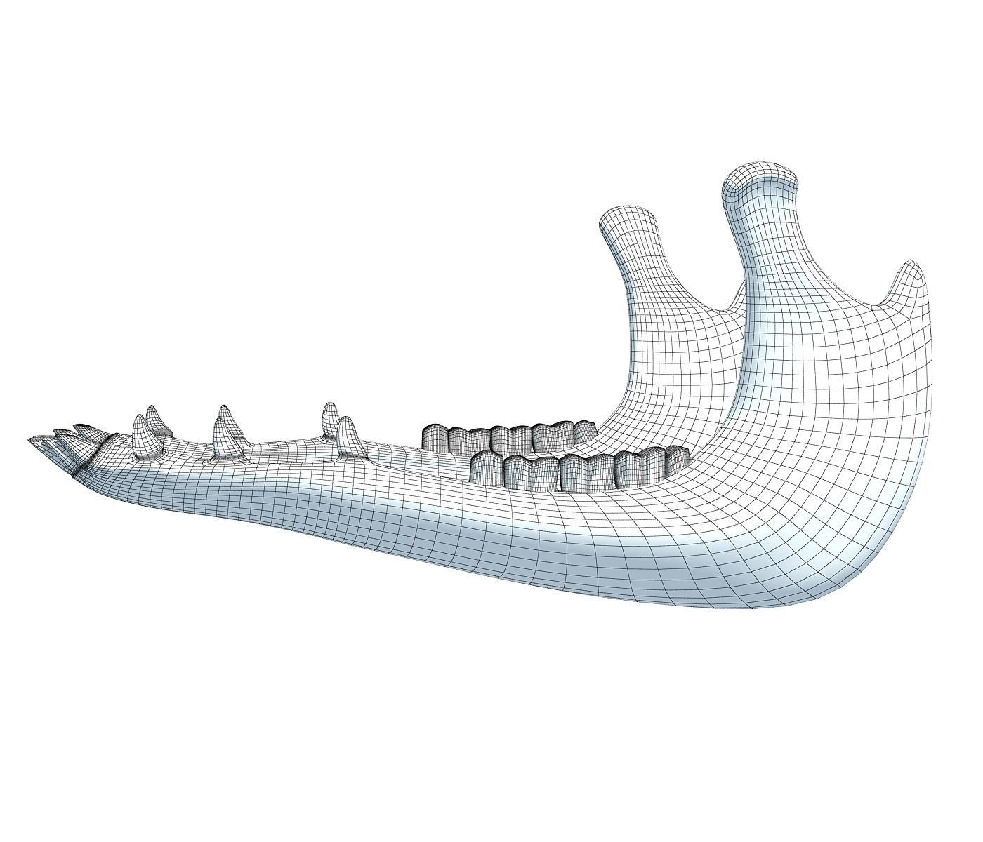 Jaw of Animal 3D Model 3D model_4