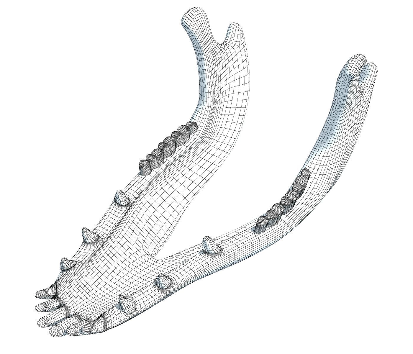 Jaw of Animal 3D Model 3D model_6