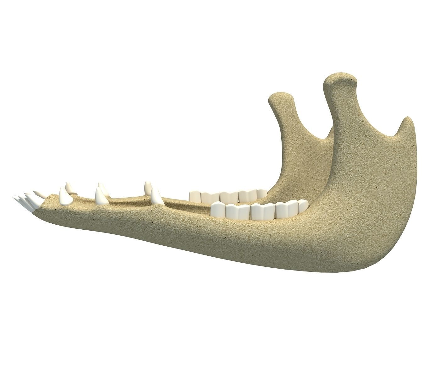 Jaw of Animal 3D Model 3D model_3