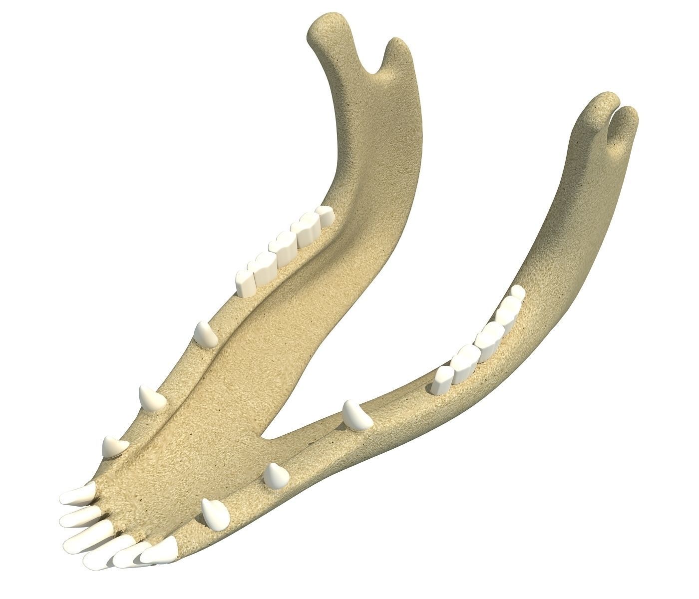 Jaw of Animal 3D Model 3D model_2