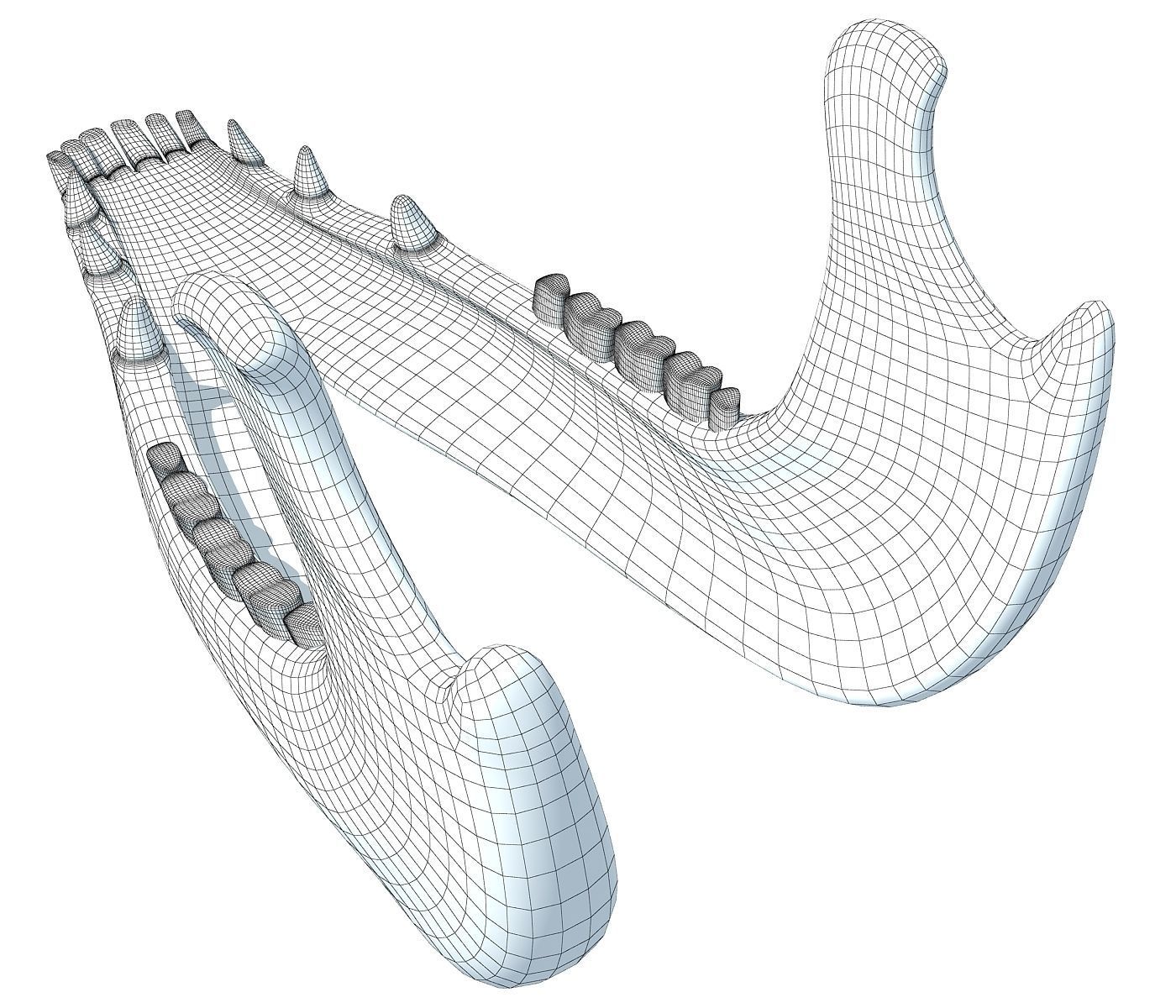 Jaw of Animal 3D Model 3D model_7