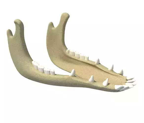Jaw of Animal 3D Model