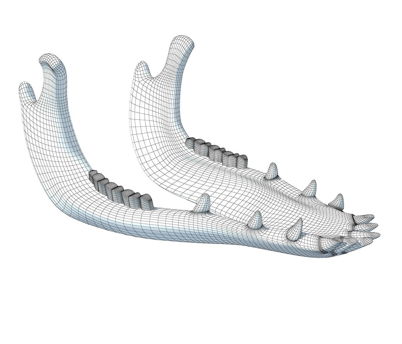 Jaw of Animal 3D Model 3D model_5