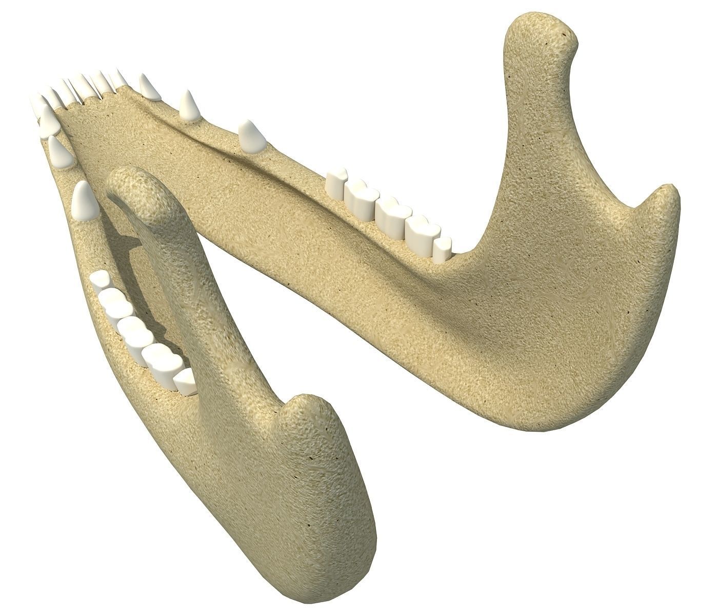 Jaw of Animal 3D Model 3D model_1