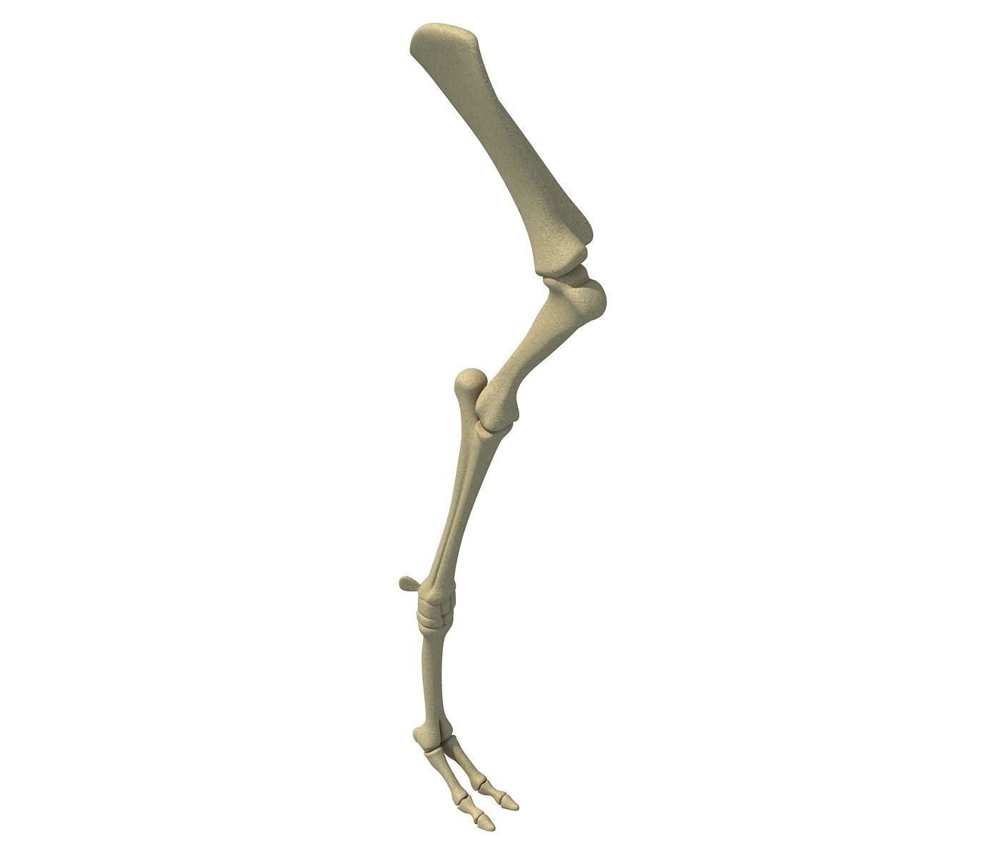 Camel Animal Humerus Arm  3D model_3