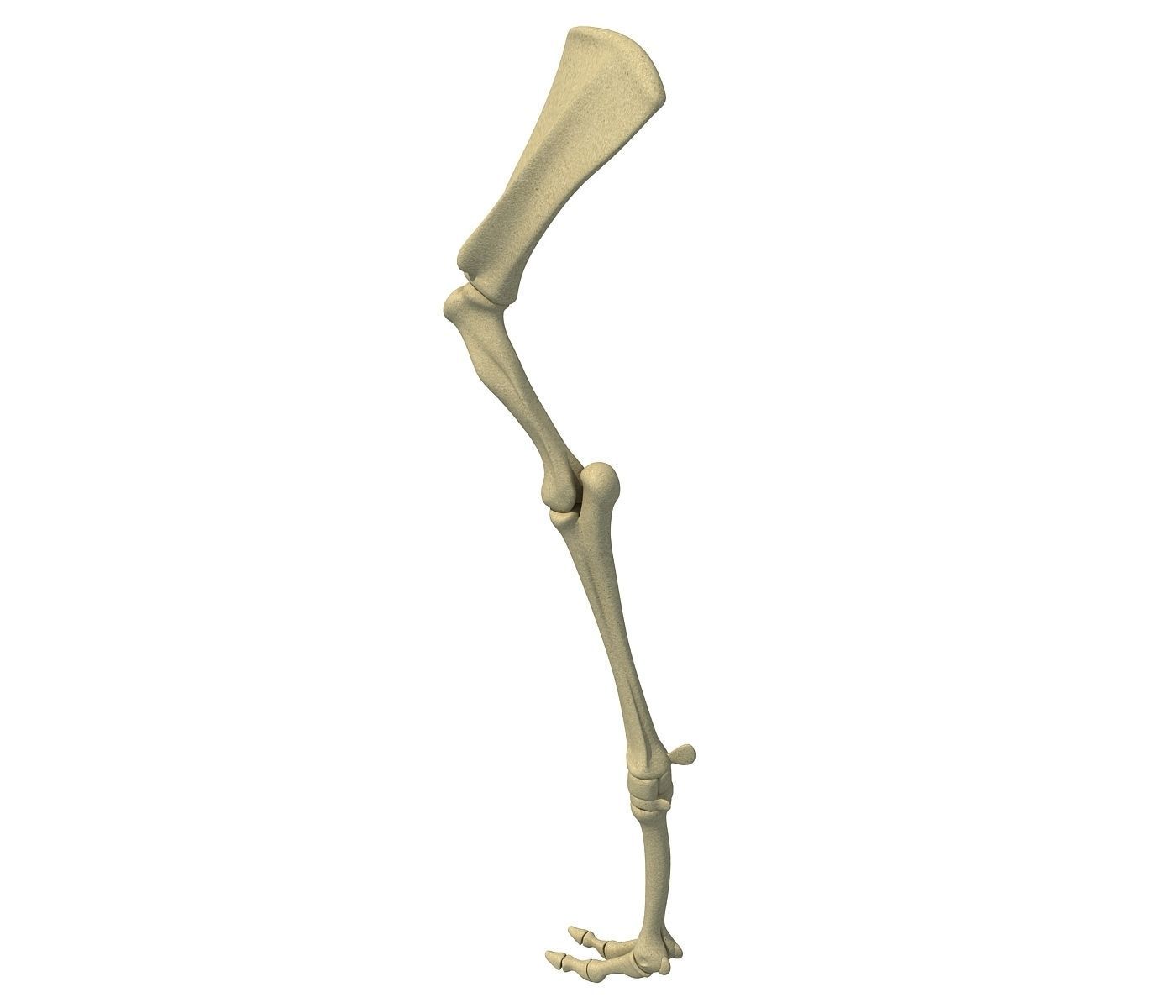 Camel Animal Humerus Arm  3D model_4