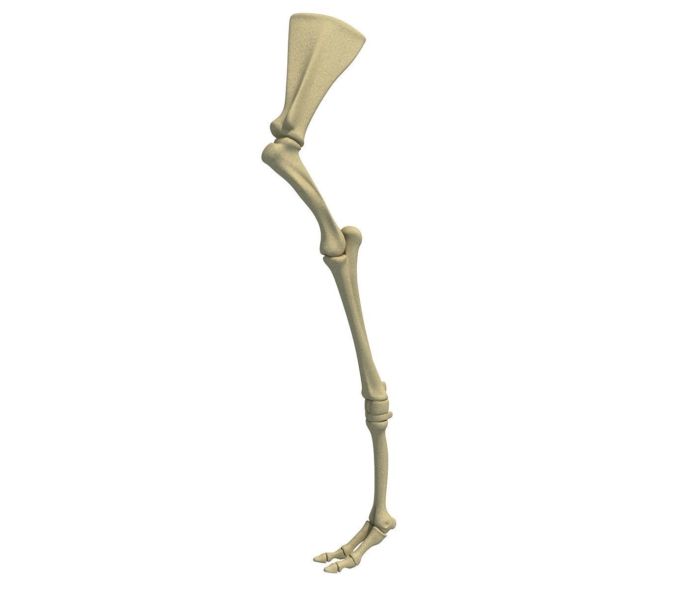 Camel Animal Humerus Arm  3D model_1
